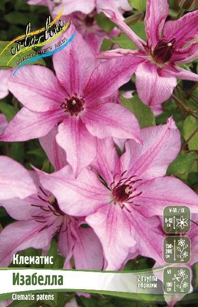 Clematis 'Isabella' Clematis 'Isabella' online kaufen