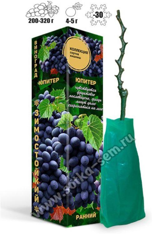 Золотая сотка алтая