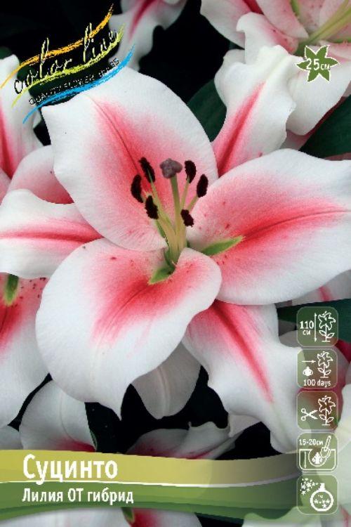 Золотая сотка алтая