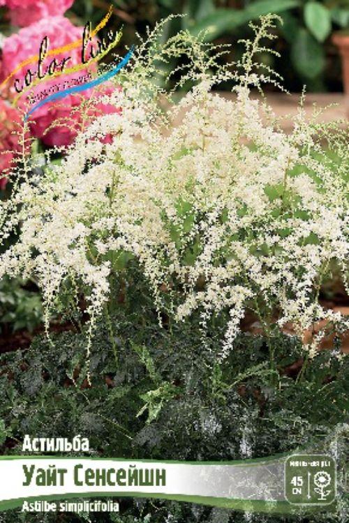 Золотая сотка алтая