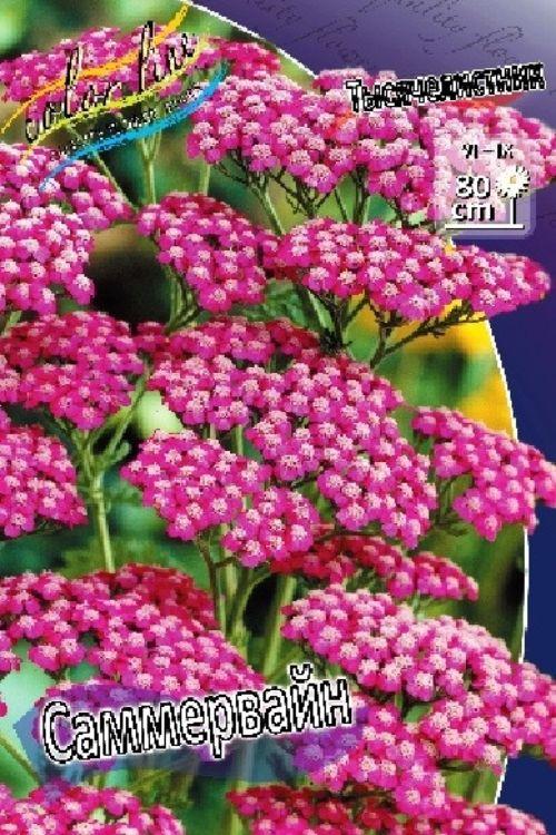 Золотая сотка алтая