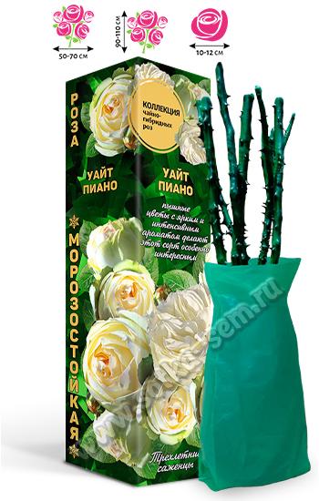 Золотая сотка алтая