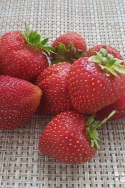 Морковь алтайская лакомка 2г. Лакомка описание сорта. Медовая лакомка. Морковь лакомка 2 г. Земляника садовая кармен.