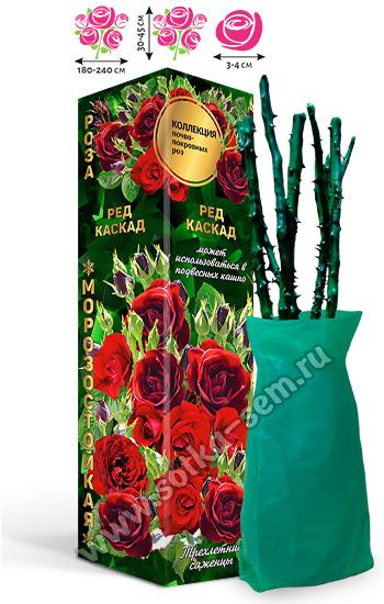 Золотая сотка алтая