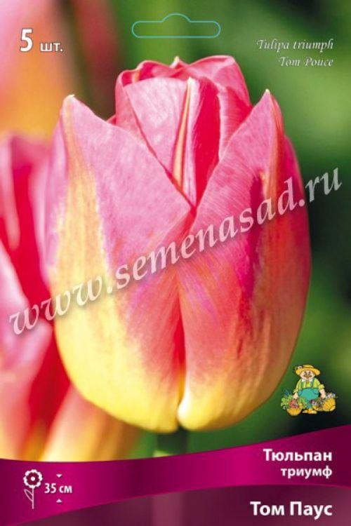 Тюльпан том паус фото и описание