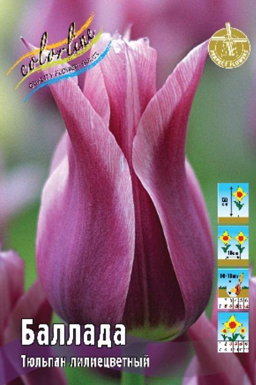 Баллада тюльпан описание. Баллада тюльпан описание. Тюльпан лилиецветный баллада дрим. Тюльпан лилиецветный баллада леди. Баллада тюльпан описание.